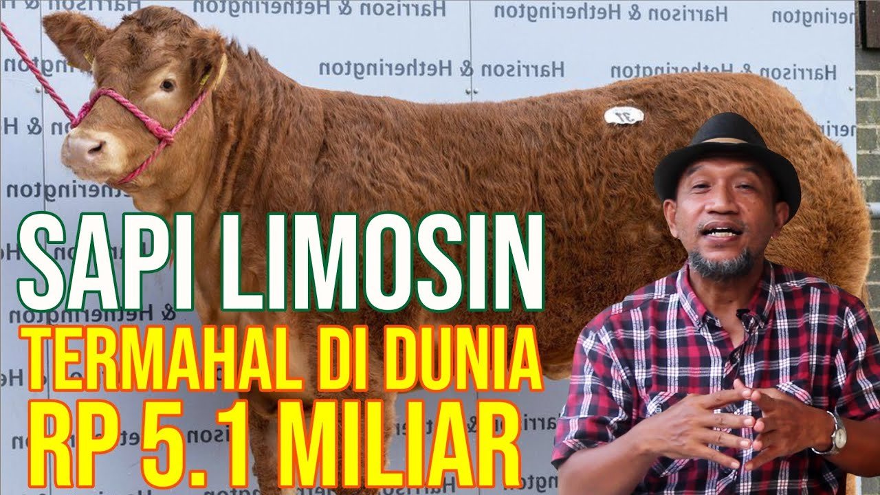 
                                 Penyebab-Harga-Sapi-Limosin-Betina-Termahal-Di-Dunia